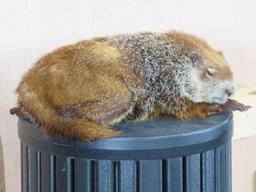 Rare Lifesize Marmot *No Base* TAXIDERMY