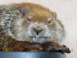 Rare Lifesize Marmot *No Base* TAXIDERMY