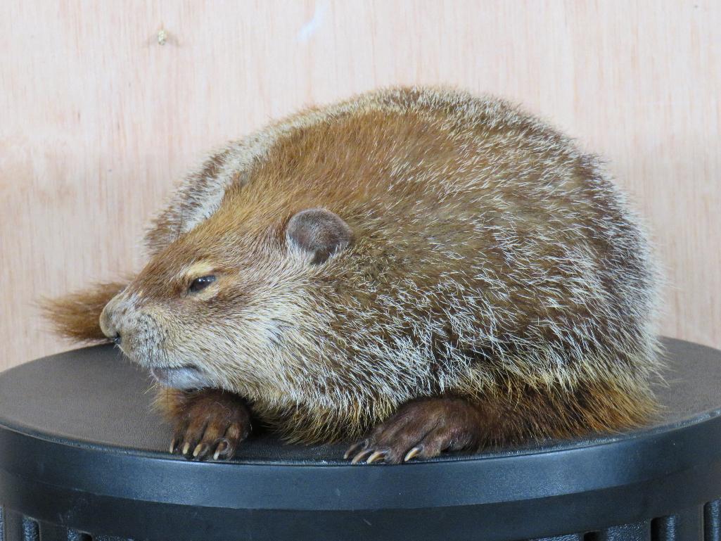 Rare Lifesize Marmot *No Base* TAXIDERMY