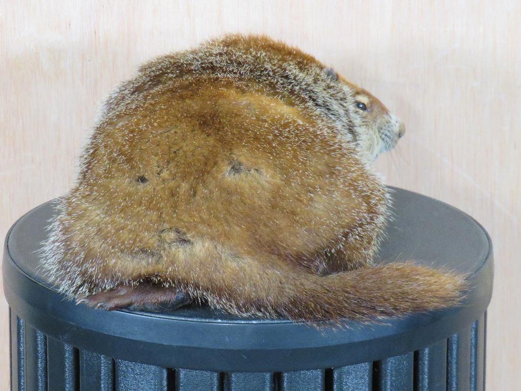 Rare Lifesize Marmot *No Base* TAXIDERMY