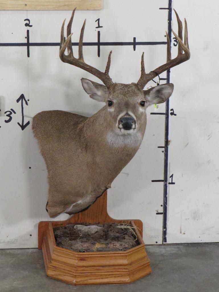 Nice Whitetail Pedestal Mt TAXIDERMY