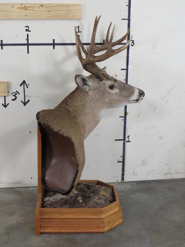 Nice Whitetail Pedestal Mt TAXIDERMY