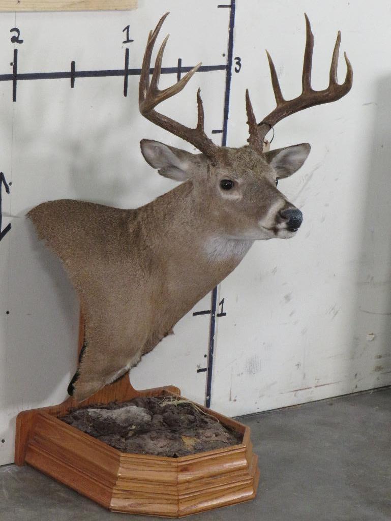 Nice Whitetail Pedestal Mt TAXIDERMY