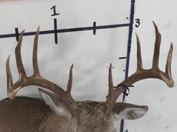 Nice Whitetail Pedestal Mt TAXIDERMY