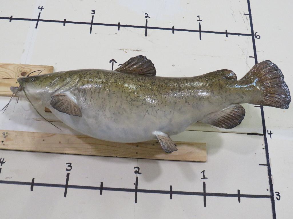 Huge Catfish Mt 49 1/4"L TAXIDERMY