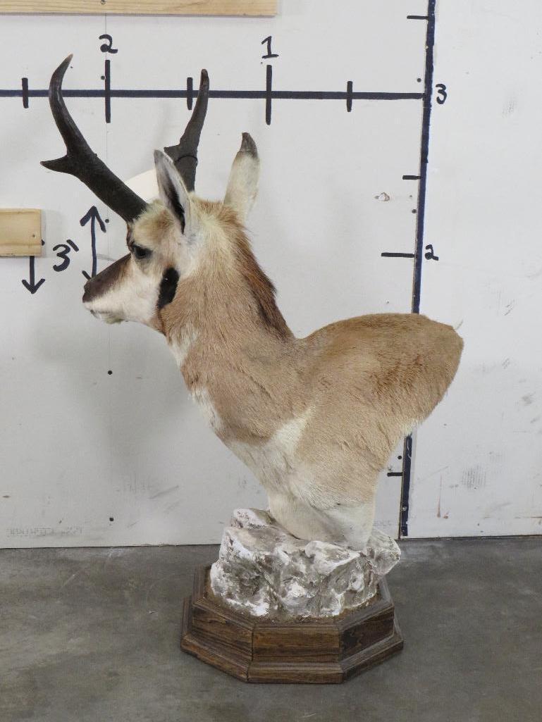 Pronghorn Table Pedestal TAXIDERMY