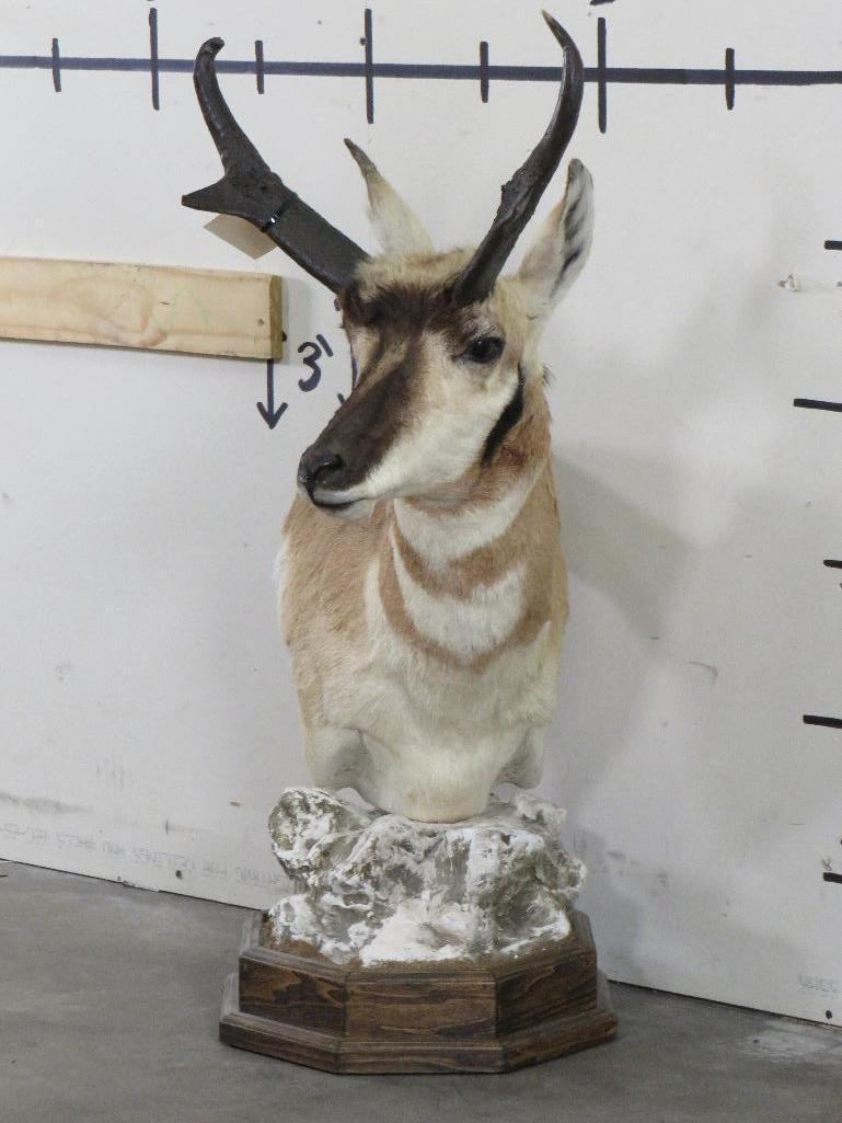 Pronghorn Table Pedestal TAXIDERMY