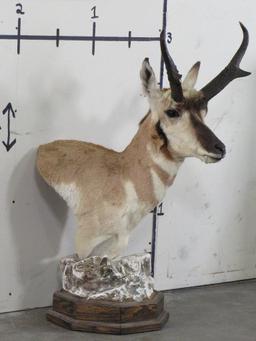 Pronghorn Table Pedestal TAXIDERMY