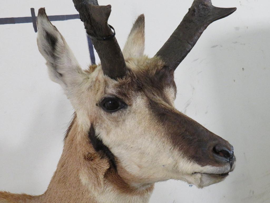 Pronghorn Table Pedestal TAXIDERMY