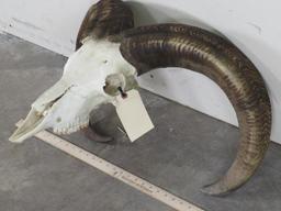 Nice Aoudad Skull w/All Teeth TAXIDERMY