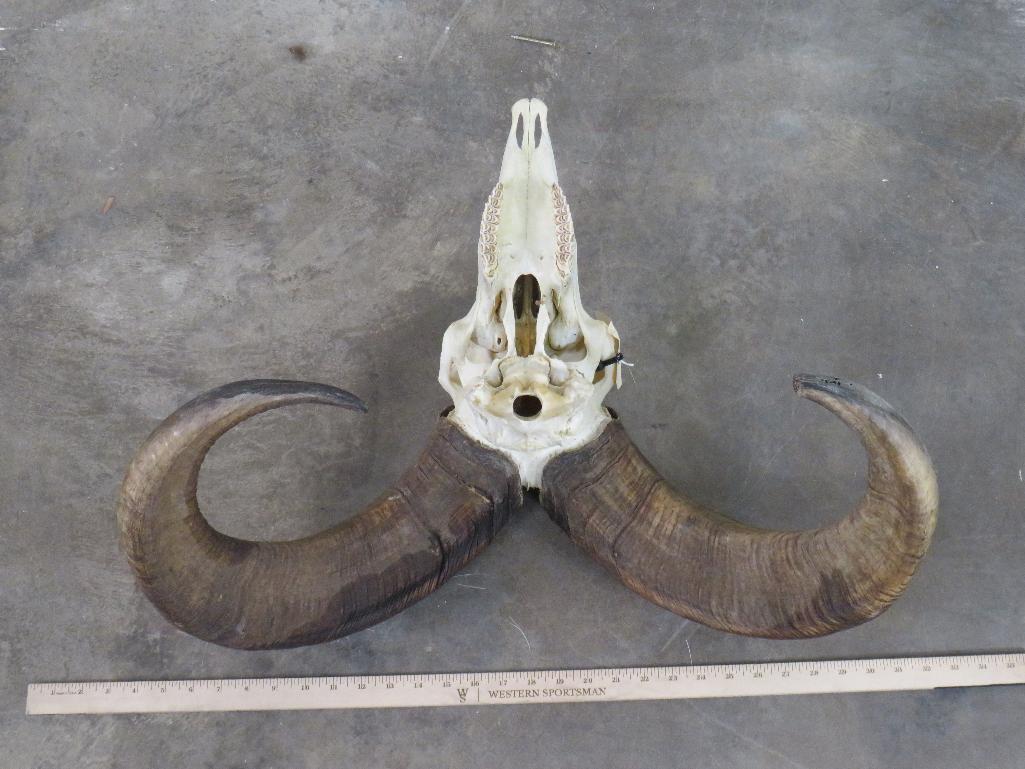 Nice Aoudad Skull w/All Teeth TAXIDERMY