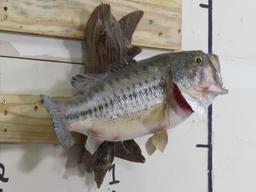 Nice Real Skin Bass on Natural Wood TAXIDERMY