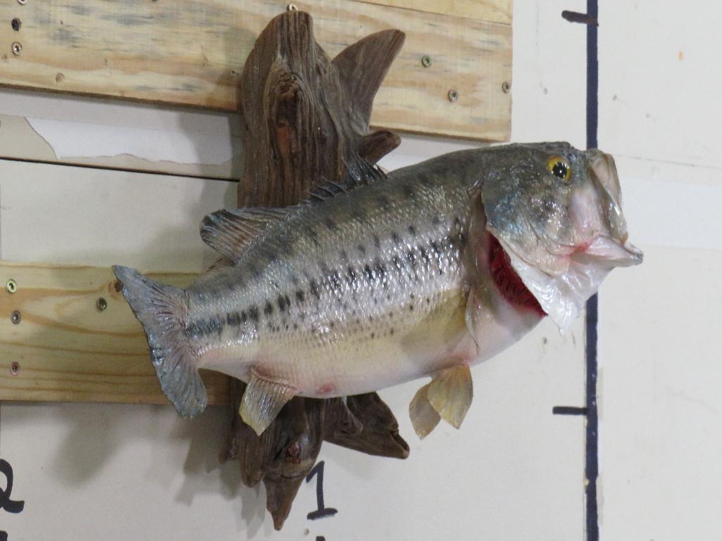 Nice Real Skin Bass on Natural Wood TAXIDERMY