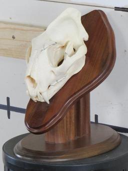 Nice XL Leopard Skull on Wood Pedestal *TX RES ONLY* TAXIDERMY