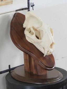 Nice XL Leopard Skull on Wood Pedestal *TX RES ONLY* TAXIDERMY