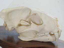 Nice XL Leopard Skull on Wood Pedestal *TX RES ONLY* TAXIDERMY