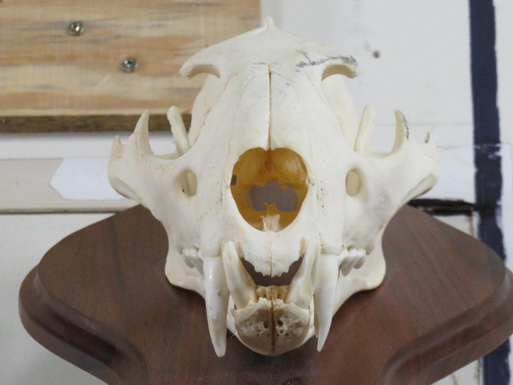 Nice XL Leopard Skull on Wood Pedestal *TX RES ONLY* TAXIDERMY