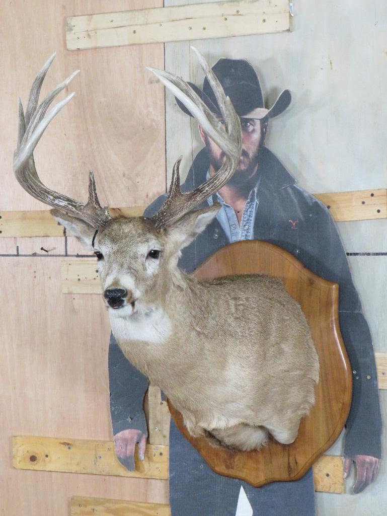 Nice/Heavy 11 Pt Whitetail Sh Mt on Plaque TAXIDERMY