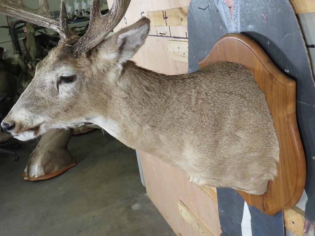 Nice/Heavy 11 Pt Whitetail Sh Mt on Plaque TAXIDERMY