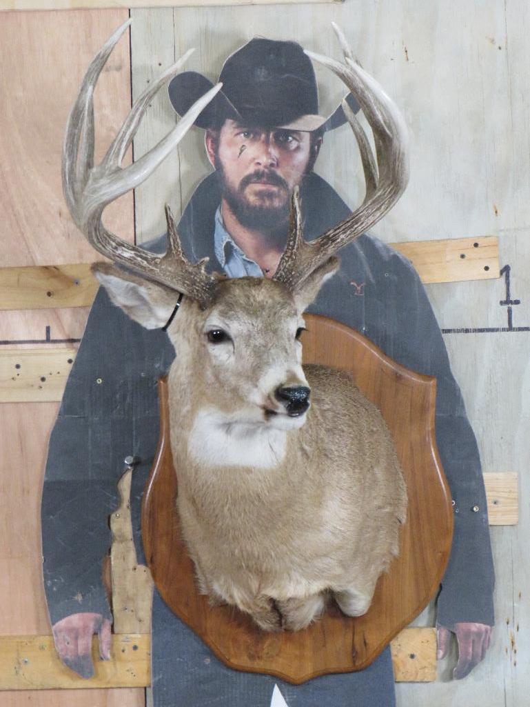 Nice/Heavy 11 Pt Whitetail Sh Mt on Plaque TAXIDERMY