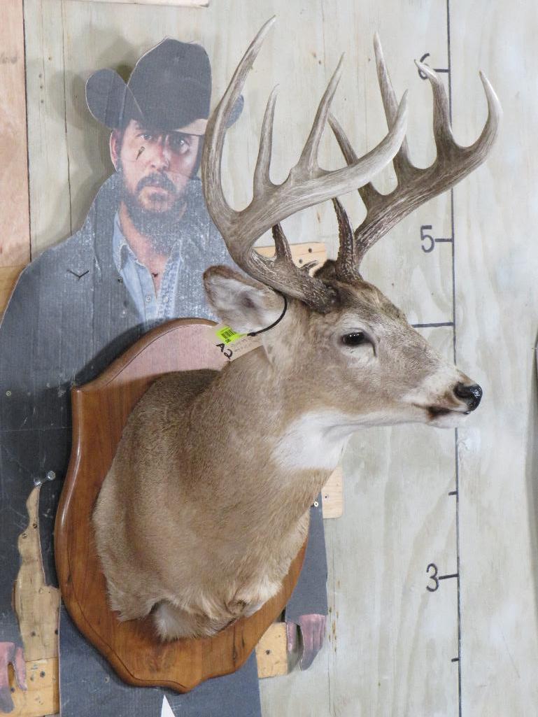 Nice/Heavy 11 Pt Whitetail Sh Mt on Plaque TAXIDERMY