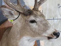 Nice/Heavy 11 Pt Whitetail Sh Mt on Plaque TAXIDERMY