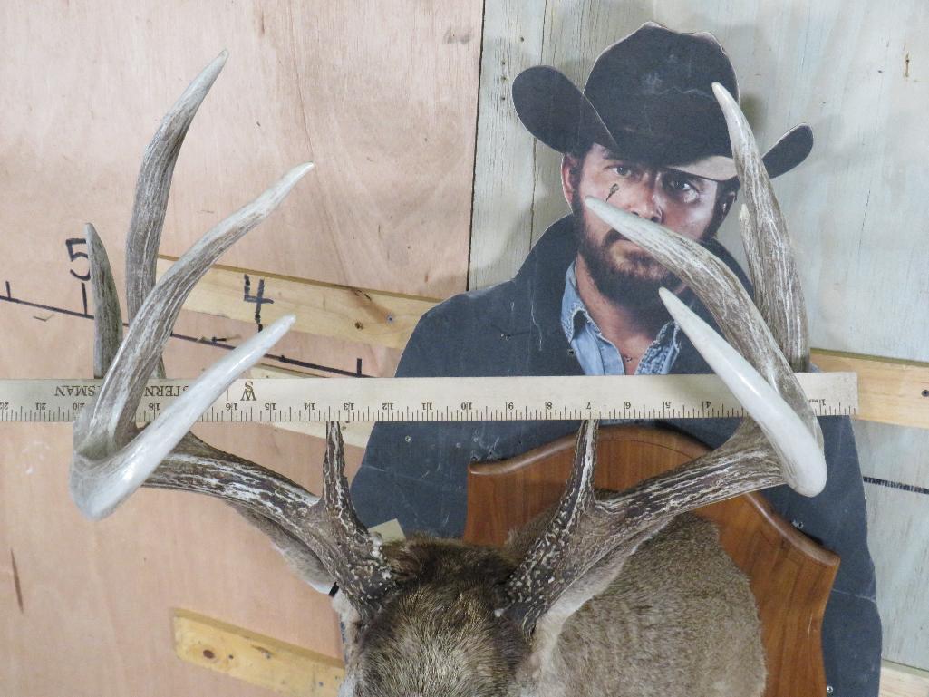 Nice/Heavy 11 Pt Whitetail Sh Mt on Plaque TAXIDERMY