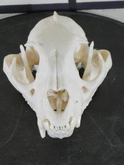 Very Nice Mountain Lion Skull TAXIDERMY