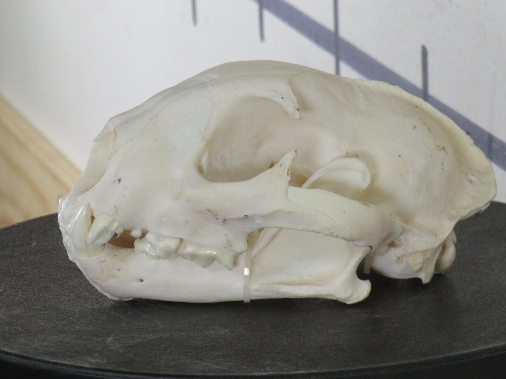 Very Nice Mountain Lion Skull TAXIDERMY