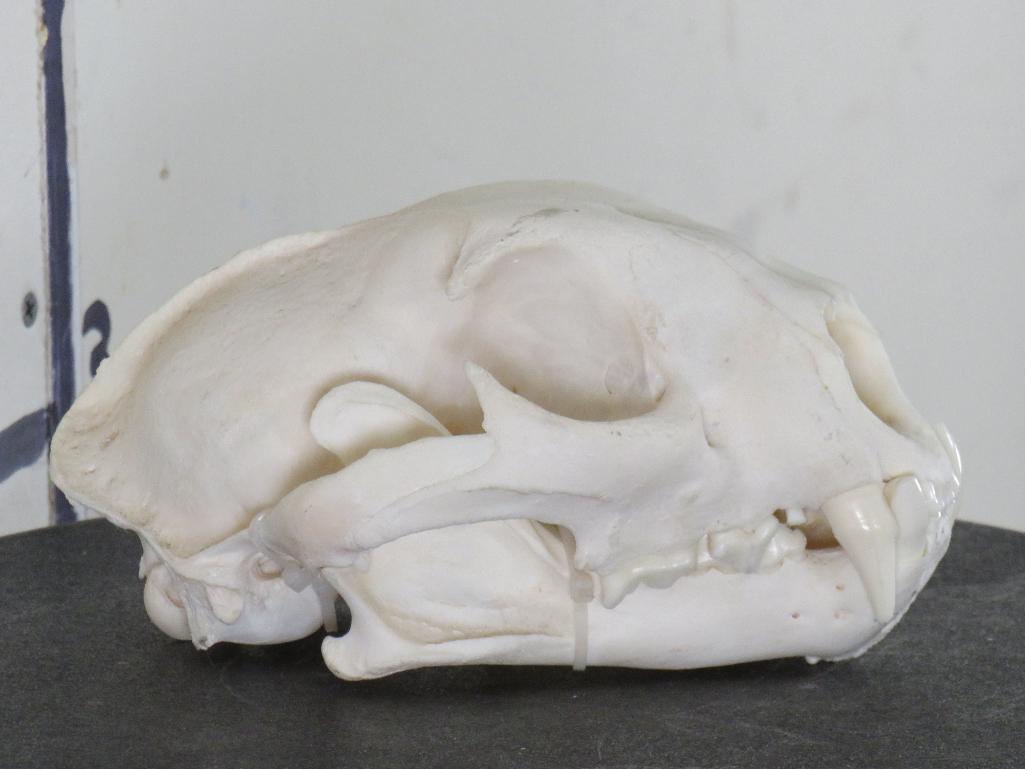 Very Nice Mountain Lion Skull TAXIDERMY