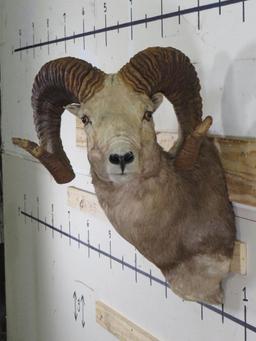 Big Argali Sheep Sh Mt *TX RES ONLY* TAXIDERMY