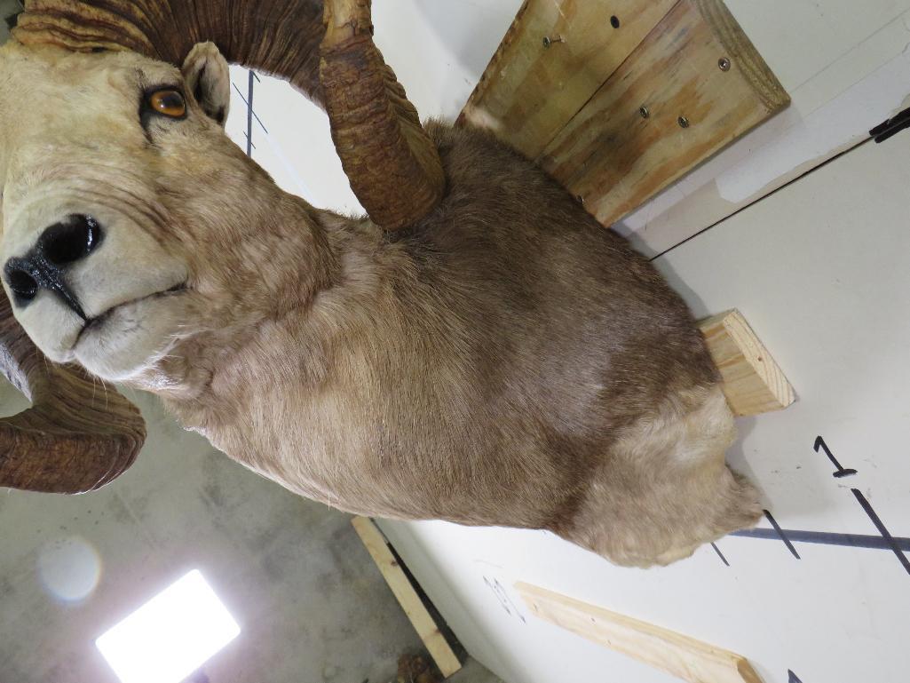 Big Argali Sheep Sh Mt *TX RES ONLY* TAXIDERMY