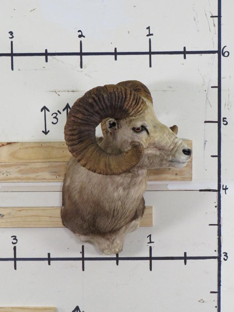 Big Argali Sheep Sh Mt *TX RES ONLY* TAXIDERMY