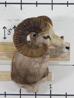 Big Argali Sheep Sh Mt *TX RES ONLY* TAXIDERMY