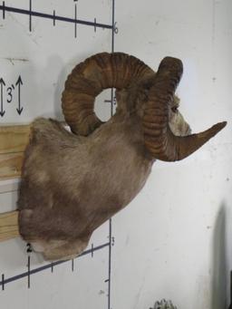 Big Argali Sheep Sh Mt *TX RES ONLY* TAXIDERMY