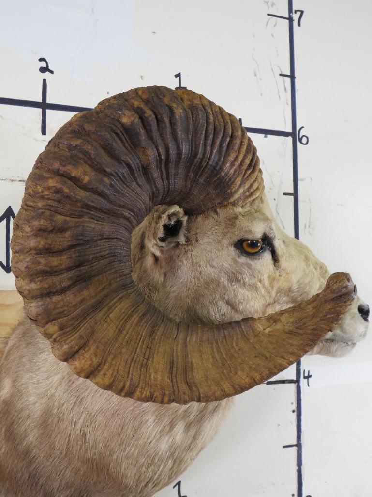 Big Argali Sheep Sh Mt *TX RES ONLY* TAXIDERMY