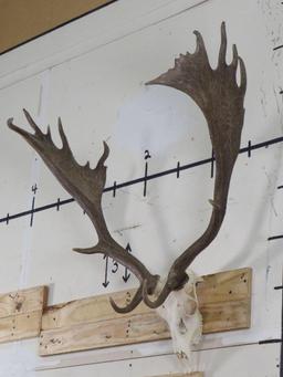 MASSIVE Fallow Skull, Very Nice w/All Teeth TAXIDERMY