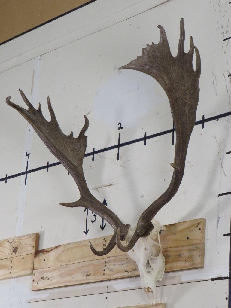 MASSIVE Fallow Skull, Very Nice w/All Teeth TAXIDERMY