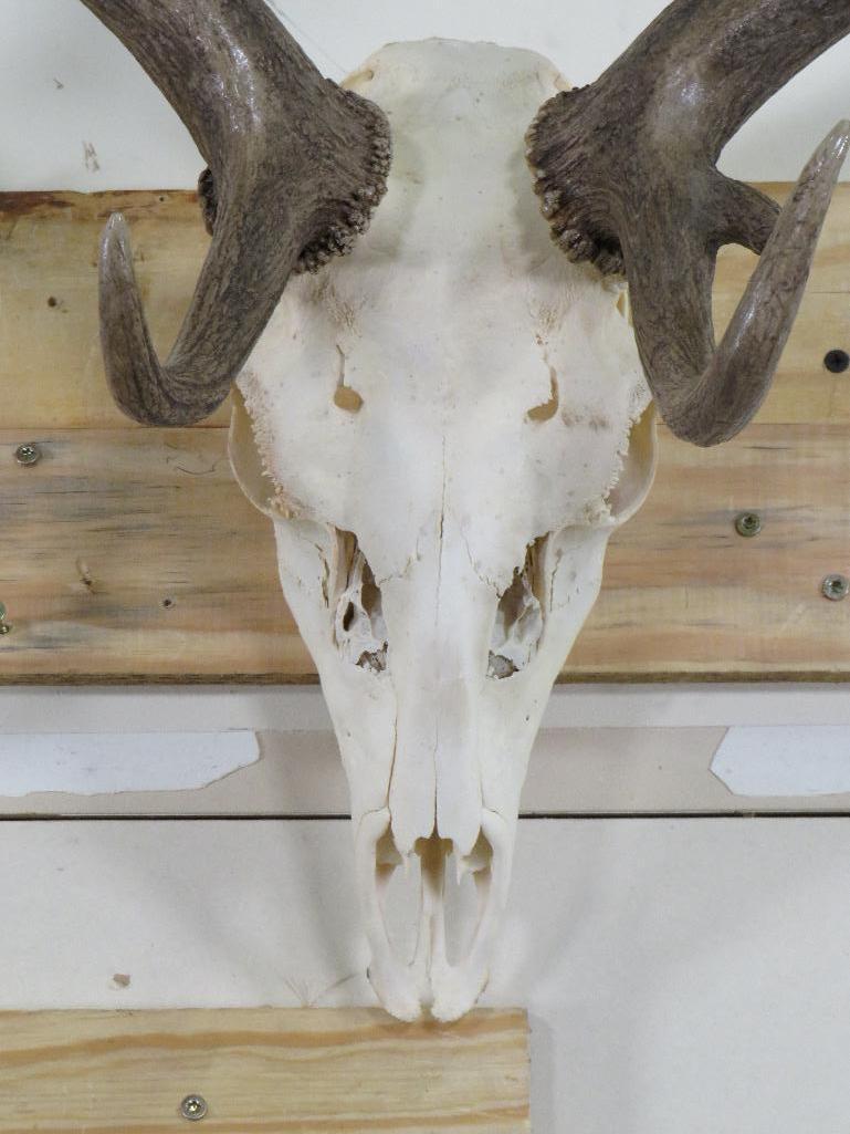 MASSIVE Fallow Skull, Very Nice w/All Teeth TAXIDERMY