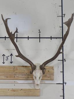 MASSIVE Fallow Skull, Very Nice w/All Teeth TAXIDERMY