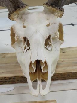 MASSIVE Fallow Skull, Very Nice w/All Teeth TAXIDERMY