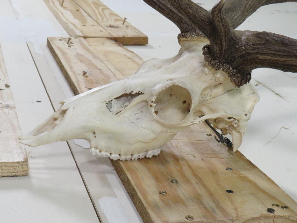 MASSIVE Fallow Skull, Very Nice w/All Teeth TAXIDERMY