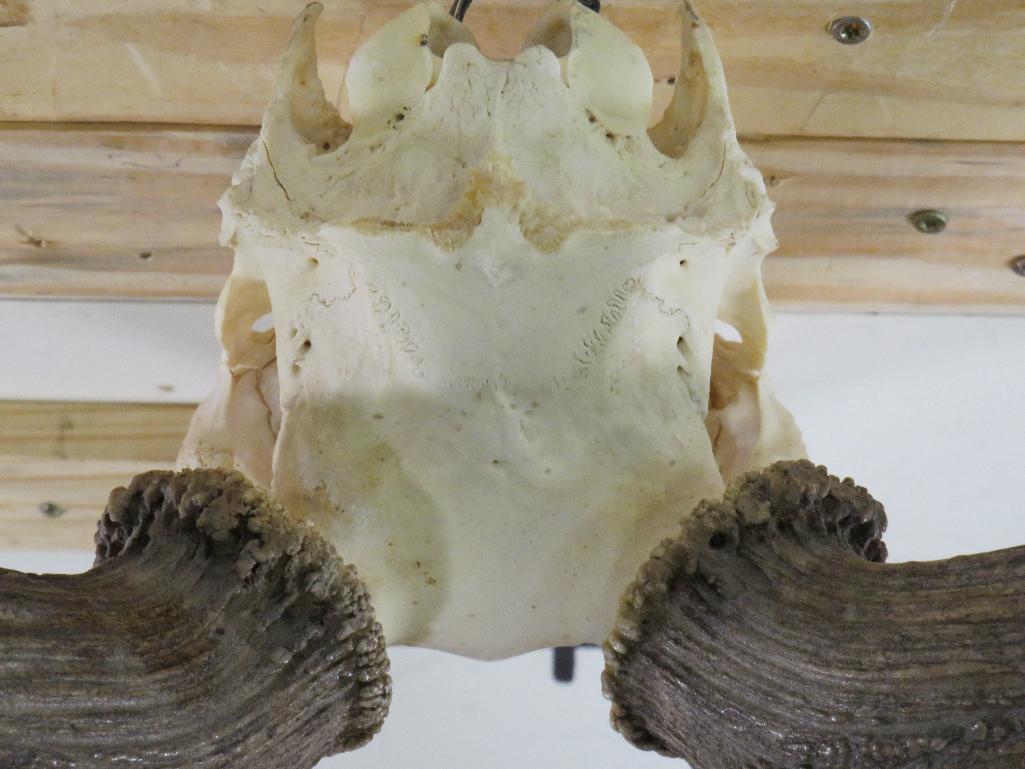 MASSIVE Fallow Skull, Very Nice w/All Teeth TAXIDERMY