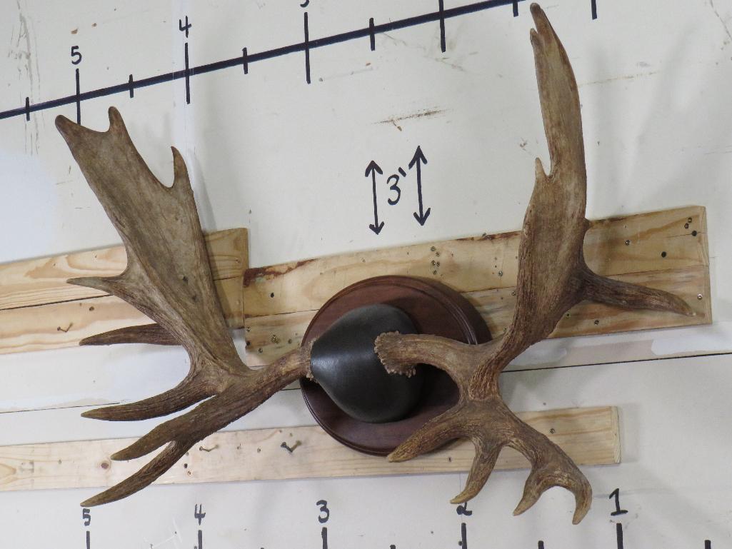 Big Moose Rack on Nice Plaque 52" Spread TAXIDERMY