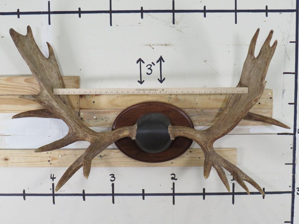 Big Moose Rack on Nice Plaque 52" Spread TAXIDERMY