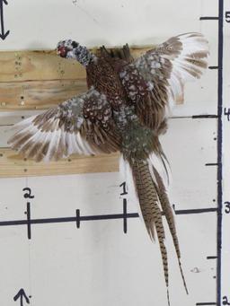 Beautiful & Rare Piebald Ring-Necked Pheasant TAXIDERMY