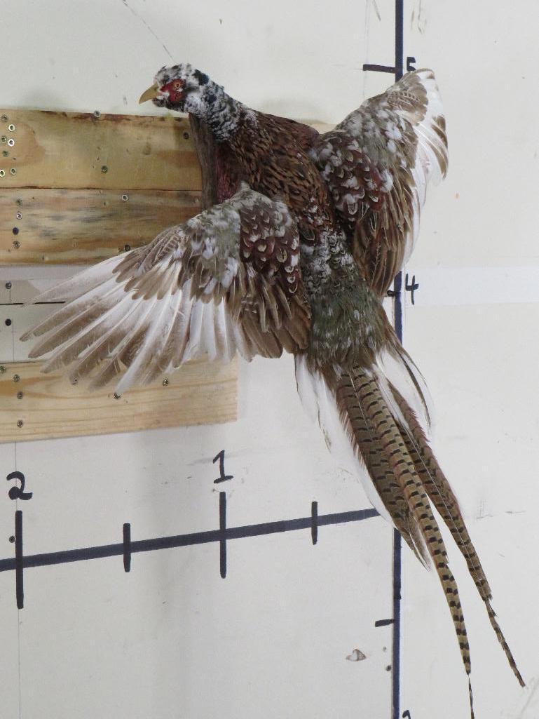 Beautiful & Rare Piebald Ring-Necked Pheasant TAXIDERMY