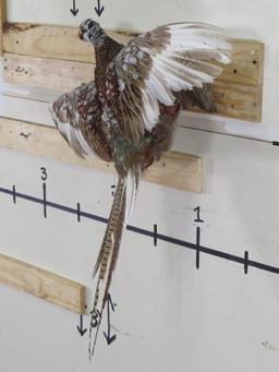 Beautiful & Rare Piebald Ring-Necked Pheasant TAXIDERMY