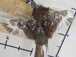 Beautiful & Rare Piebald Ring-Necked Pheasant TAXIDERMY