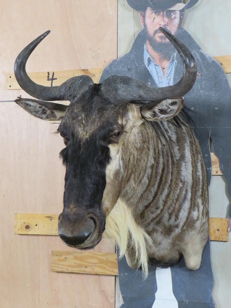 Nice White Bearded Gnu Sh Mt TAXIDERMY